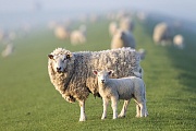 Hausschaf - Mutterschaf und Lamm auf einem Deich an der Nordsee, Ovis gmelini aries, Domestic Sheep - Ewe and lamb on a dyke at the North Sea