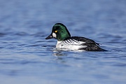 The distinctive head shape of the male Common Goldeneye can be clearly seen in this photo