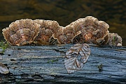 Eine Gruppe Schmetterlingstrameten waechst auf einem im Bach liegenden Eichenast