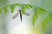 Schnake, ausgewachsene Tiere haben in der Regel eine Lebenserwartung von 10 - 15 Tagen  -  (Schuster  -  Schneider), Tipulidae species, Crane Fly, adults have a lifespan of 10 to 15 days