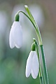 Kleines Schneegloeckchen, die Wuchshoehe liegt in der Regel bei 7 - 15cm  -  (Gewoehnliches Schneegloeckchen - Foto Schneegloeckchenblueten), Galanthus nivalis, Snowdrop is 7 to 15cm tall  -  (Common Snowdrop - Photo Snowdrop blossoms)