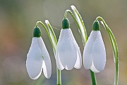 Kleines Schneegloeckchen, die weissen Blueten sind gloeckenfoermig  -  (Gewoehnliches Schneegloeckchen - Foto Schneegloeckchenblueten), Galanthus nivalis, Snowdrop, the white flowers are bell-shaped  -  (Common Snowdrop - Photo Snowdrop blossoms)