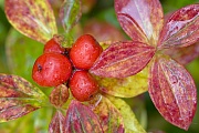 Die roten Beeren vom Schwedischen Hartriegel reifen im September, Cornus suecica, Dwarf Cornel, the fruits turning in bright red at maturity in September