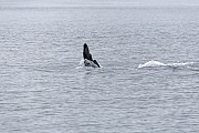 Schwertwal, die Weibchen erreichen nach circa 10 Jahren die Geschlechtsreife  -  (Orca - Foto Schwertwal Maennchen im Tracy Arm Fjord in Alaska)