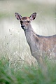 Sikahirsch, in der Regel wird ein Kalb geboren, die Geburt von zwei Kaelbern ist eine sehr seltene Ausnahme  -  (Japanischer Sika - Foto Sikakalb), Cervus nippon - Cervus nippon nippon, Sika Deer, usually one fawn is born, rarely two  -  (Spotted Deer - Photo Sika Deer fawn)