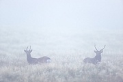Sikahirsch, in der Brunft tragen die Maennchen eine ausgepraegte Brunftmaehne  -  (Japanischer Sika - Foto Sikahirsche im Mogennebel), Cervus nippon - Cervus nippon nippon, Sika Deer, the stags have distinctive manes during the rut  -  (Japanese Deer - Photo Sika Deer stags in morning fog)