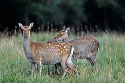 Sikahirsch, das Kalb wird manchmal ueber 10 Monate vom Muttertier gesaeugt  -  (Japanischer Sika - Foto Sikatiere und Kalb im Sommerfell), Cervus nippon - Cervus nippon nippon, Sika Deer, the fawn is nursed for up to 10 months  -  (Japanese Deer - Photo Sika Deer hinds and fawn in summer coat)