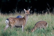 Japanischer Sika ist die kleinste Unterart aus der Familie der Sikahirsche  -  (Sikahirsch - Foto Sikatiere und Kalb in der Sommerdecke), Cervus nippon - Cervus nippon nippon, Japanese Deer is the smallest subspecies of sika deer  -  (Spotted Deer - Photo Sika Deer hinds and fawn in summer coat)