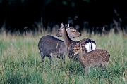 Sikahirsch, die Tragzeit der Weibchen betraegt in der Regel 7,5 Monate  -  (Japanischer Sika - Foto Sikatiere und Kalb), Cervus nippon - Cervus nippon nippon, Sika Deer, the females have usually a 7,5 months gestation period  -  (Japanese Deer - Photo Sika Deer hinds and fawn)