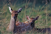 Sikahirsch, in der Regel wird ein Kalb geboren, die Geburt von zwei Kaelbern ist eine sehr seltene Ausnahme  -  (Japanischer Sika - Foto Sikatier und Kalb), Cervus nippon - Cervus nippon nippon, Sika Deer, usually one fawn is born, rarely two  -  (Spotted Deer - Photo Sika Deer hind and fawn)