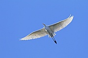 Silberreiher erreichen eine Fluegelspannweite von 145 - 170 cm  -  (Foto Silberreiher im Flug), Ardea alba, Great Egret has a wingspan of 145 to 170 cm  -  (Great White Heron - Photo Great Egret in flight)