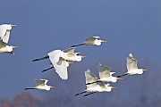 Silberreiher, das Weibchen legt meist 3 - 5 Eier  -  (Foto Silberreihergruppe im Flug), Ardea alba, Great Egret, the female lays 3 to 5 eggs  -  (Large Egret - Photo Great Egret flock in flight)