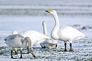 Singschwan ist der Nationalvogel Finnlands  -  (Foto Singschwan Altvoegel und Jungvogel auf einer schneebedeckten Wiese), Cygnus cygnus, Whooper Swan is the national bird of Finland  -  (Photo Whooper Swan adults and immature bird on a snow-covered meadow)