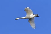 Singschwaene erreichen eine Koerperlaenge von 140 - 150 cm  -  (Foto Singschwan im Flug), Cygnus cygnus, Whooper Swan has a length of 140 to 150 cm  -  (Photo Whooper Swan in flight)
