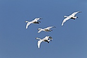Singschwan, viele Paare bilden eine lebenslange Gemeinschaft  -  (Foto Singschwaene auf dem Zug), Cygnus cygnus, Whooper Swans pair for life  -  (Photo Whooper Swan during the migration)