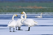 Singschwaene erreichen ein Durchschnittsgewicht von 8,2 - 11,4 kg  -  (Foto Singschwan Altvoegel auf einem zugefrorenen Teich), Cygnus cygnus, Whooper Swan has an average weight of 8,2 to 11,4 kg  -  (Photo Whooper Swan adult birds on the frozen surface of a pond)
