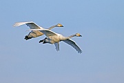 Singschwaene sind nur geringfuegig kleiner, als der Hoeckerschwaene  -  (Foto Singschwaene im Flug), Cygnus cygnus, Whooper Swan is slightly smaller than the Mute Swan  -  (Photo Whooper Swans in flight)