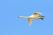 Singschwaene erreichen nach 4 Jahren die Geschlechtsreife  -  (Foto Singschwan im Flug), Cygnus cygnus, Whooper Swan takes 4 years to reach maturity  -  (Photo Whooper Swan in flight)