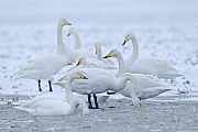 Singschwaene brueten einmal im Jahr  -  (Foto Singschwaene auf einer schneebedeckten Wiese), Cygnus cygnus, Whooper Swan, one brood each year is normal  -  (Photo Whooper Swans on a snow-covered meadow)