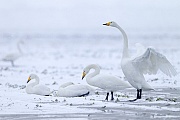 Singschwan ist der Nationalvogel Finnlands  -  (Foto Singschwaene auf einer verschneiten Wiese), Cygnus cygnus, Whooper Swan is the national bird of Finland  -  (Photo Whooper Swans on a snow-covered meadow)