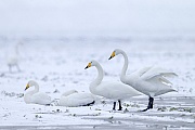 Singschwaene sind auf der Nordhalbkugel beheimatet  -  (Foto Singschwan Altvoegel im Winter), Cygnus cygnus, Whooper Swan is a Northern Hemisphere swan  -  (Photo Whooper Swan adult birds in winter)