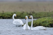 Ein Singschwanpaar zeigt deutlich seine Zusammengehoerigkeit, Cygnus cygnus, A pair of Whooper Swans shows clearly its togetherness