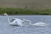 Ein Singschwan attackiert einen Artgenossen und verhindert weitere Annaeherungsversuche, Cygnus cygnus, A Whooper Swan attacks a conspecific and prevents further advances