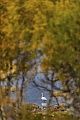 Singschwan an einem See in der Norwegischen Tundra, Cygnus cygnus, Whooper Swan at a lake in the Norwegian tundra