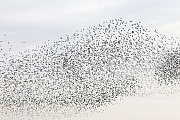 Starling, huge flocks are called in Great Britain murmurations  -  (European Starling - Photo Starling flock of birds near roosting place)