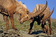 Alpensteinboecke spielen mit ihren Hoernern - (Gemeiner Steinbock), Capra ibex, Alpine Ibex buck locking horns - (Steinbock)