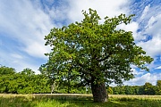 Die Stieleiche erreicht ein Hoechstalter von 500 - 1000 Jahren  -  (Stiel-Eiche - Foto Stieleiche in Daenemark), Quercus robur, The Common Oak reaches a maximum age of 500 - 1000 years  -  (German Oak - Photo Common Oak in Denmark)