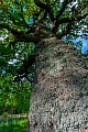 Die Stieleiche benoetigt fuer ein optimales Wachstum viel Licht  -  (Deutsche Eiche - Foto Stieleiche in Daenemark), Quercus robur, The Common Oak needs a lot of light for optimal growth  -  (English Oak - Photo Common Oak in Denmark)