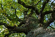 Die Stieleiche erreicht eine Wuchshoehe von 20 - 40 Metern  -  (Stiel-Eiche - Foto Stieleiche in Daenemark), Quercus robur, The Common Oak reaches a height of growth of 20 - 40 meters  -  (French Oak - Photo Common Oak in Denmark)