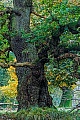 Eine in Lincolnshire in England stehende Stieleiche mit dem Namen Bowthorpe Oak hat ein Alter von geschaetzten 1.000 Jahren, Quercus robur, A Common Oak named Bowthorpe Oak in Lincolnshire England is estimated to be 1.000 years old