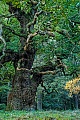 Die Stieleiche erreicht eine Wuchshoehe von 20 - 40 Metern sowie einen Stammdurchmesser von ueber 4 Metern, Quercus robur, The Common Oak reaches a height of 20 - 40 meters and a trunk diameter of more than 4 meters