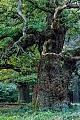Eine Stieleiche namens Majesty Oak ist mit einem Umfang von 12,2 m der dickste Baum Grossbritanniens, Quercus robur, A Common Oak named Majesty Oak with a circumference of 12,2 m is the thickest tree in Great Britain