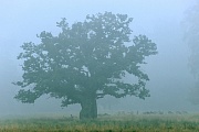 Ein Rudel Damwild in der Naehe einer circa 500-jaehrigen Stieleiche, Quercus robur  -  Dama dama, A herd of Fallow Deers near an approximately 500-year-old Common Oak