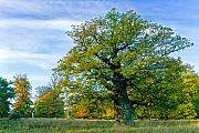 Die Stieleiche ist ein Baum mit ausladender Krone und robusten Aesten, Quercus robur, The Common Oak is a tree with a spreading crown and robust branches