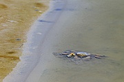 Gemeine Strandkrabben sind durch ungewolltes Einschleppen weltweit verbreitet und gelten in vielen Laendern als eine invasive Art  -  (Foto Gemeine Strandkrabbe in einem Priel auf Nahrungssuche), Carcinus maenas, Shore Crab is a widespread invasive species in many parts of the world  -  (Green Crab - Photo Shore Crab in a tidal creek)