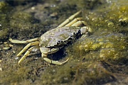 Gemeine Strandkrabben gehoeren weltweit zu den 100 gefaehrlichsten, invasiven Tierarten  -  (Foto Gemeine Strandkrabbe in einem Gezeitentuempel), Carcinus maenas, Shore Crab is listed among the 100 worlds worst invasive species  -  (Green Crab - Photo Shore Crab in a tide pool)