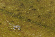 Gemeine Strandkrabbe, die Weibchen koennen ueber 185.000 Eier produzieren  -  (Foto Gemeine Strandkrabbe ruht gut getarnt im Schlickwatt), Carcinus maenas, Shore Crab, the females can produce up to 185.000 eggs  -  (European Green Crab - Photo Shore Crab rests well camouflaged in the mudflats)