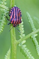 Streifenwanze, die Warnfarben schuetzen das Tier vor Fressfeinden, Graphosoma lineatum, Minstrel Bug, the warning colours protecting them from predators  -  (Italian striped-Bug)