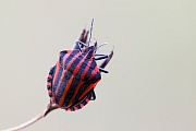 Streifenwanze, die Grundfarbe ist rot mit schwarzen Streifen, Graphosoma lineatum, Italian striped-Bug, the basic color is red with black stripes  -  (Minstrel Bug)