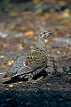 Tannenhuehner sind Bodenbrueter  -  (Foto Tannenhuhn Weibchen), Falcipennis canadensis, Spruce Grouse breeds on the ground  -  (Canada Grouse - Photo Spruce Grouse hen)
