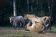 Konik - Stuten und Fohlen nehmen ein Sandbad - (Waldtarpan - Rueckzuechtung), Equus ferus caballus - Equus ferus ferus, Heck Horse mares and foal take a sand bath - (Tarpan - breeding back)