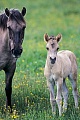 Konik - Stute und Fohlen auf einer Wiese mit Hahnenfuss - (Waldtarpan - Rueckzuechtung), Equus ferus caballus - Equus ferus ferus, Heck Horse mare and foal on a meadow with Buttercup - (Tarpan - breeding back)