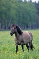Konik - Hengst beobachtet aufmerksam seine Herde - (Waldtarpan - Rueckzuechtung), Equus ferus caballus - Equus ferus ferus, Heck Horse stallion observes alert his herd - (Tarpan - breeding back)