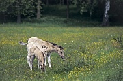 Konik - Fohlen auf einer Wiese mit Hahnenfuss - (Waldtarpan - Rueckzuechtung), Equus ferus caballus - Equus ferus ferus, Heck Horse foals on a meadow with Buttercup - (Tarpan - breeding back)
