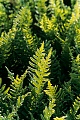 Gewoehnlicher Tuepfelfarn im Gegenlicht, Polypodium vulgare, Common Polypody in backlight