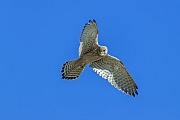 Der Turmfalke gilt weltweit als eine nicht bedrohte Vogelart, Falco tinnunculus, Globally, the Common Kestrel is not considered threatened